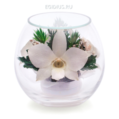 Цветы в стекле: Композиция из белых орхидей (13133)