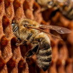 Пчеловодное хозяйство Толмачева