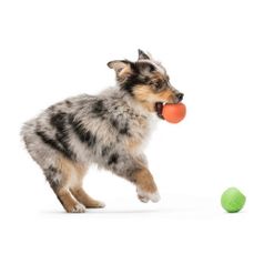 мячик Zogoflex Игрушка Zogoflex для собак мячик Rando 6 см оранжевый (1301)
