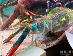 Австралийский красноклешневый рак  (Cherax quadricarinatus или Red Claw crayfish)