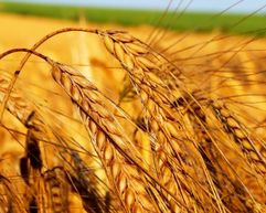 Масло Зародышей Пшеницы нерафинированное холодного прессования 50 мл Спивакъ