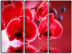 Модульная картина "Красные орхидеи" (107364461)