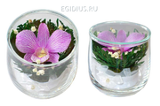 Цветы в стекле: Композиция из натуральной орхидеи...